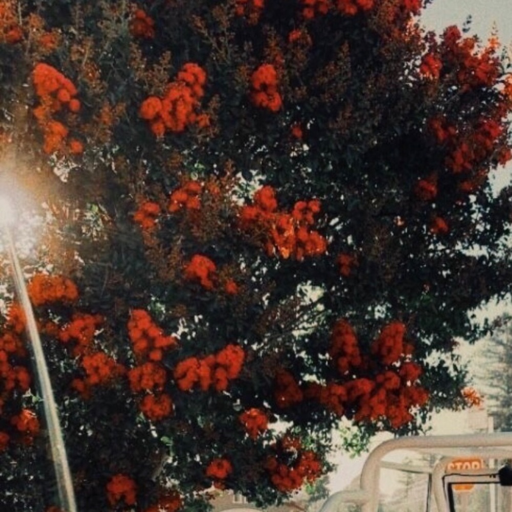 Meet your Posher, Izzy